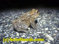 /home//u458753944/public_html/sourcegallery//Roxborough Toad Detour/2013-2019/2014/2014-04-07/P1140906.JPG